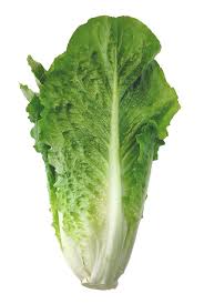 LECHUGA